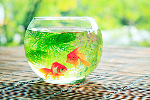 居家养鱼风水考究，，，，怎么养鱼招财气？？？？？