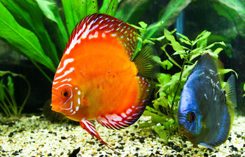 _搜索资讯_护眼防滑砖